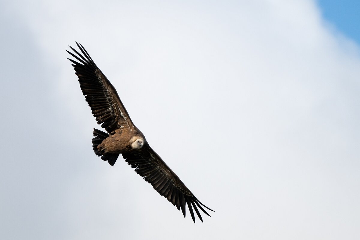 DPPhotography - Extremadura - Griffon vulture - X.jpg - Griffon vulture - Castillo de Monfragüe, Extremadura