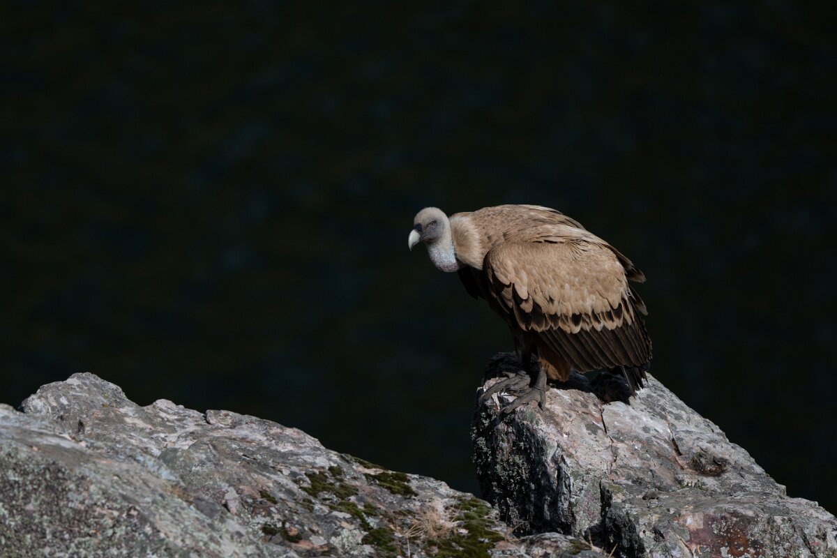 DPPhotography - Extremadura - Griffon vulture - Y.jpg - Griffon vulture - Peña Falcon, Monfragüe