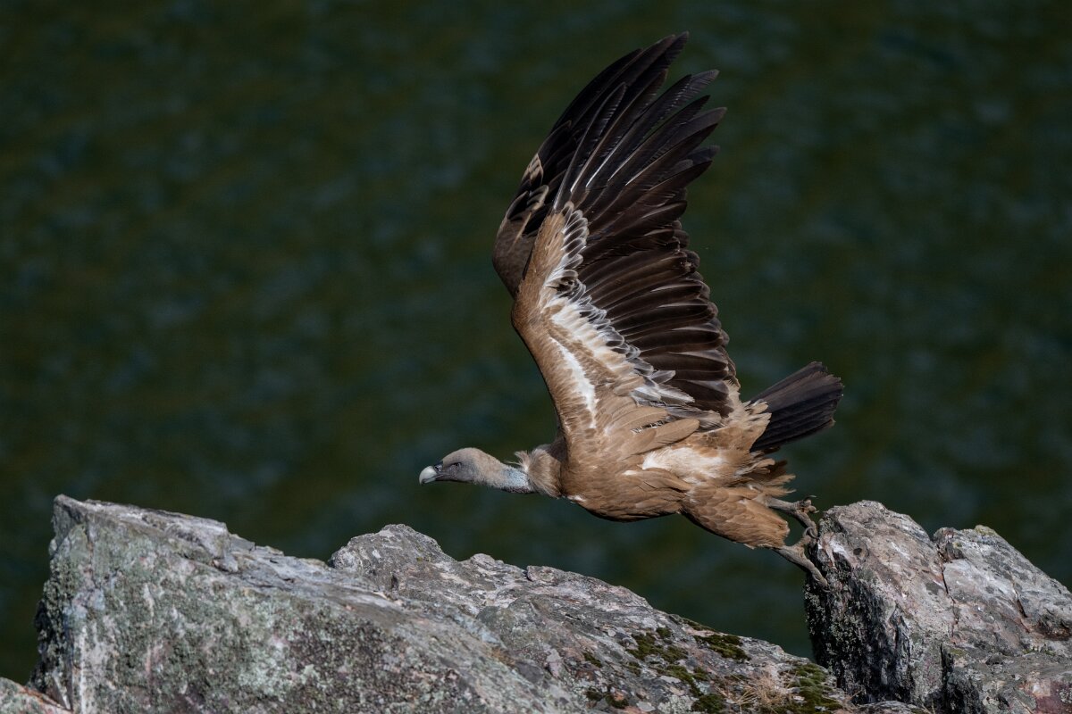 DPPhotography - Extremadura - Griffon vulture - Z.jpg - Griffon vulture - Peña Falcon, Monfragüe