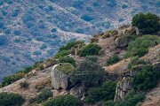 DPPhotography - Andalucia - Griffon vulture - A