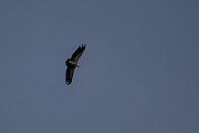 DPPhotography - Andalucia - Griffon vulture - B