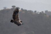 DPPhotography - Andalucia - Griffon vulture - C