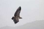 DPPhotography - Andalucia - Griffon vulture - D