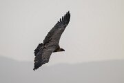 DPPhotography - Andalucia - Griffon vulture - E