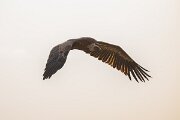 DPPhotography - Andalucia - Griffon vulture - F