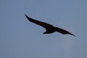 DPPhotography - Andalucia - Griffon vulture - H
