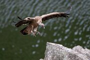 DPPhotography - Extremadura - Griffon vulture - AB