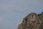 DPPhotography - Extremadura - Griffon vulture - AD