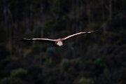 DPPhotography - Extremadura - Griffon vulture - AE