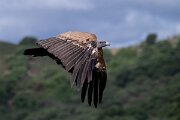 DPPhotography - Extremadura - Griffon vulture - AH