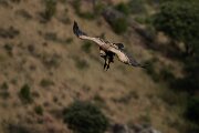 DPPhotography - Extremadura - Griffon vulture - AI