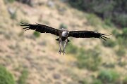 DPPhotography - Extremadura - Griffon vulture - AJ
