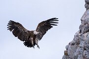 DPPhotography - Extremadura - Griffon vulture - AK