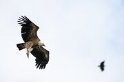 DPPhotography - Extremadura - Griffon vulture - AN