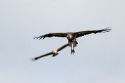 DPPhotography - Extremadura - Griffon vulture - AP