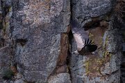 DPPhotography - Extremadura - Griffon vulture - AQ