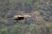 DPPhotography - Extremadura - Griffon vulture - C