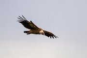 DPPhotography - Extremadura - Griffon vulture - E