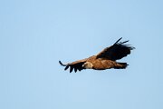 DPPhotography - Extremadura - Griffon vulture - G