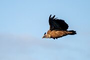 DPPhotography - Extremadura - Griffon vulture - H