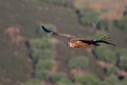 DPPhotography - Extremadura - Griffon vulture - I