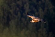 DPPhotography - Extremadura - Griffon vulture - J