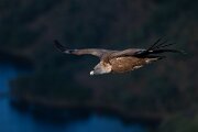 DPPhotography - Extremadura - Griffon vulture - P