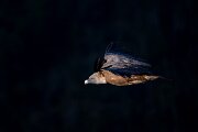 DPPhotography - Extremadura - Griffon vulture - R