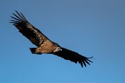 DPPhotography - Extremadura - Griffon vulture - S