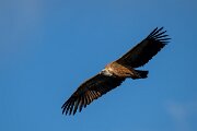 DPPhotography - Extremadura - Griffon vulture - U