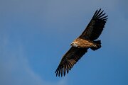 DPPhotography - Extremadura - Griffon vulture - V