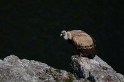 DPPhotography - Extremadura - Griffon vulture - Y