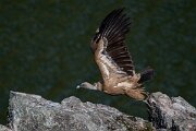 DPPhotography - Extremadura - Griffon vulture - Z