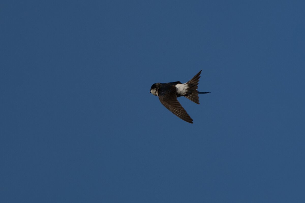 DPPhotography - Extremadura - House martin - A.jpg - House martin - Castillo de Monfragüe, Extremadura