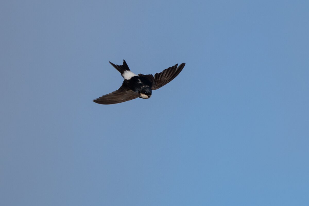 DPPhotography - Extremadura - House martin - D.jpg - House martin - Castillo de Monfragüe, Extremadura