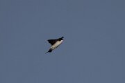 DPPhotography - Extremadura - House martin - B