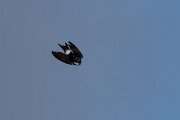 DPPhotography - Extremadura - House martin - C