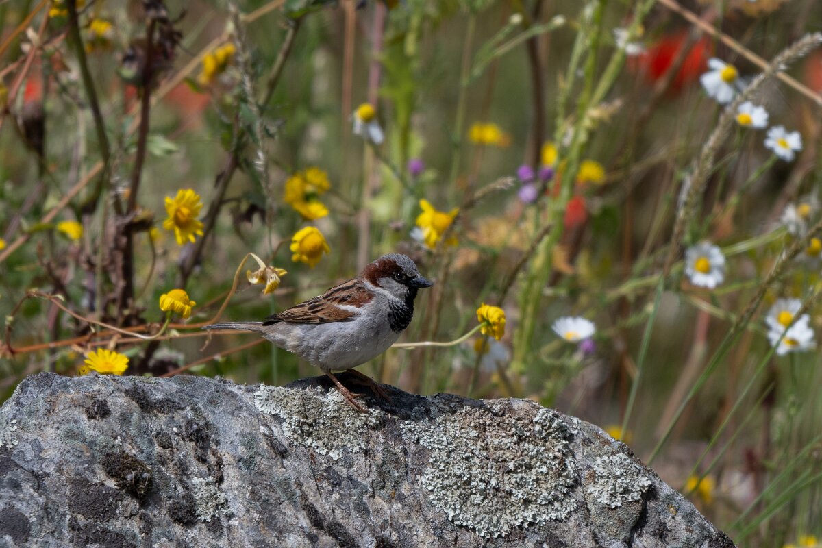 DPPhotography - Extremadura - House sparrow - A.jpg - House sparrow - Puentes de Don Francisco, Embalse de José María de Oriol