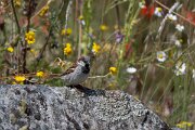 DPPhotography - Extremadura - House sparrow - B
