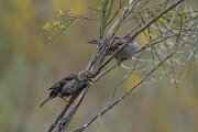 DPPhotography - Extremadura - House sparrow - C