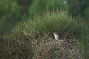 DPPhotography - Andalucia - Southern grey shrike - A