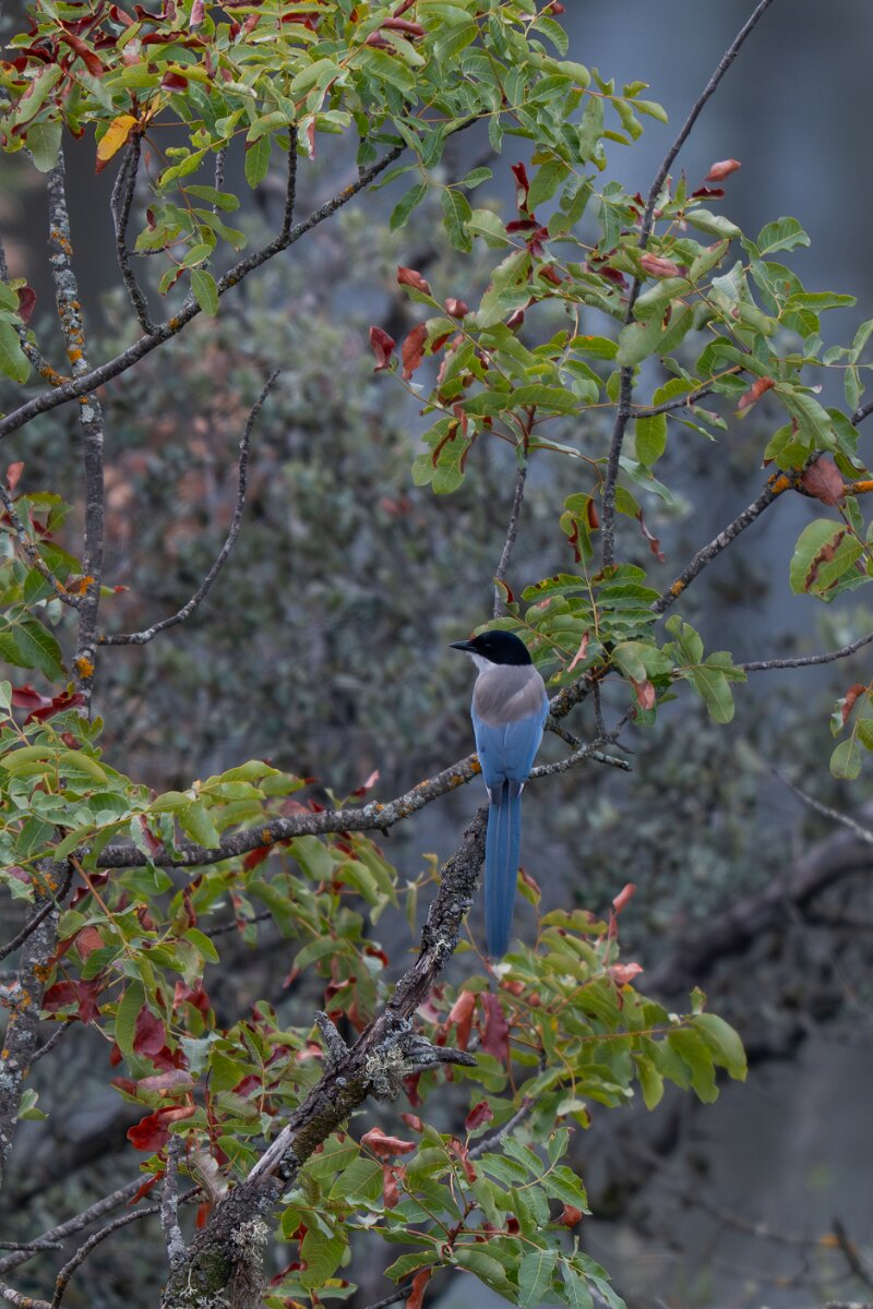 DPPhotography - Andalucia - Iberian magpie - B.jpg - Iberian magpie - Sierra de Andújar