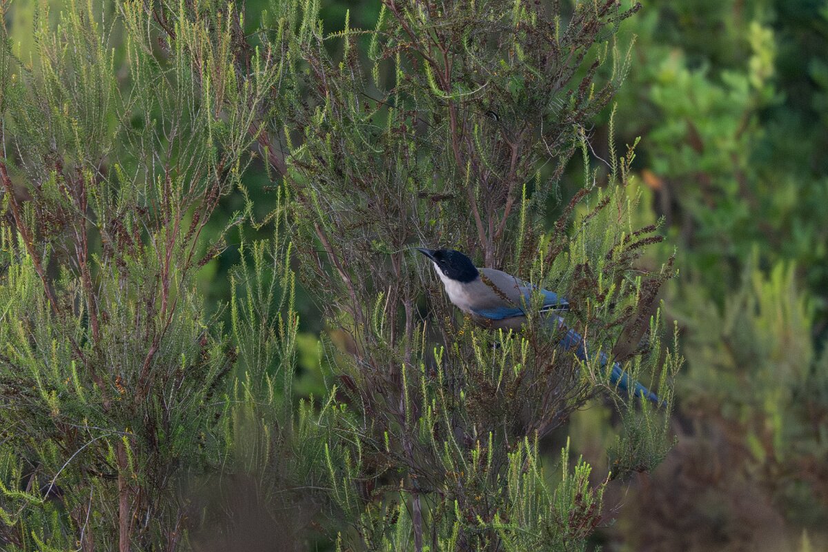 DPPhotography - Andalucia - Iberian magpie - C.jpg - Iberian magpie - Doñana National Park