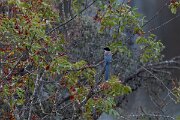 DPPhotography - Andalucia - Iberian magpie - A