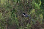 DPPhotography - Andalucia - Iberian magpie - C