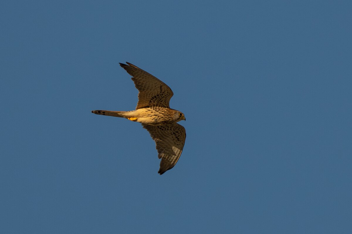 DPPhotography - Extremadura - Lesser kestrel - D.jpg - Lesser kestrel, - Trujillo, Extremadura
