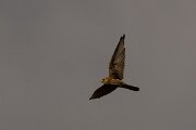 DPPhotography - Extremadura - Lesser kestrel - C