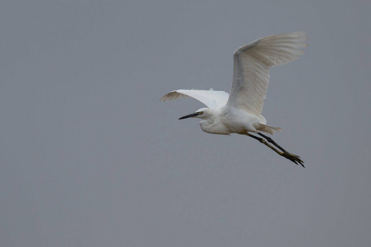 DPPhotography - Andalucia - Little egret - B.jpg - Little egret - Doñana National Park