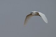 DPPhotography - Andalucia - Little egret - A