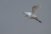 DPPhotography - Andalucia - Little egret - B